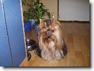 Jork��rsk� terier, Yorkshire Terrier,