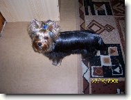 Jork��rsk� terier, Yorkshire Terrier,