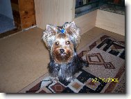 Jork��rsk� terier, Yorkshire Terrier,