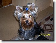 Jork��rsk� terier, Yorkshire Terrier,