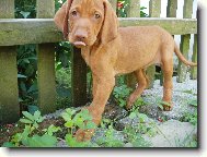 R�vidsz�r� Magyar Vizsla, Hungarian Short-haired Pointing Dog