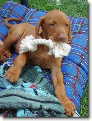 R�vidsz�r� Magyar Vizsla, Hungarian Short-haired Pointing Dog