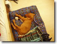 R�vidsz�r� Magyar Vizsla, Hungarian Short-haired Pointing Dog