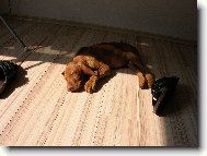 R�vidsz�r� Magyar Vizsla, Hungarian Short-haired Pointing Dog