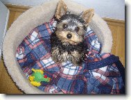 Jork��rsk� terier, Yorkshire Terrier,