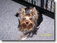 Jork��rsk� terier, Yorkshire Terrier,