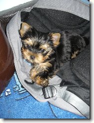 Jork��rsk� terier, Yorkshire Terrier,