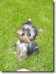 Jork��rsk� terier, Yorkshire Terrier,