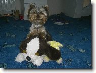 Jork��rsk� terier, Yorkshire Terrier,