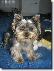 Jork��rsk� terier, Yorkshire Terrier,