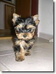 Jork��rsk� terier, Yorkshire Terrier,