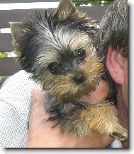 Jork��rsk� terier, Yorkshire Terrier,