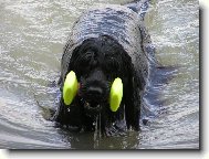 Cao de agua Portugu�s, Portuguese Water Dog