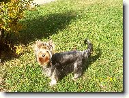 Jork��rsk� terier, Yorkshire Terrier,