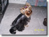 Jork��rsk� terier, Yorkshire Terrier,