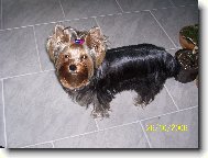 Jork��rsk� terier, Yorkshire Terrier,