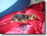 Jork��rsk� terier, Yorkshire Terrier,