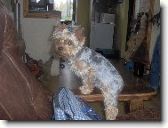Jork��rsk� terier, Yorkshire Terrier,