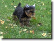 Jork��rsk� terier, Yorkshire Terrier,