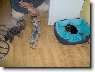Jork��rsk� terier, Yorkshire Terrier,