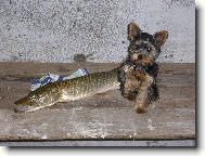 Jork��rsk� terier, Yorkshire Terrier,