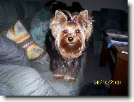 Jork��rsk� terier, Yorkshire Terrier,