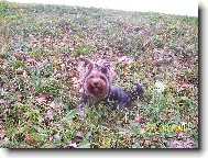 Jork��rsk� terier, Yorkshire Terrier,