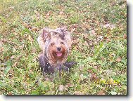 Jork��rsk� terier, Yorkshire Terrier,