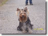Jork��rsk� terier, Yorkshire Terrier,