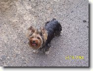 Jork��rsk� terier, Yorkshire Terrier,