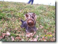 Jork��rsk� terier, Yorkshire Terrier,