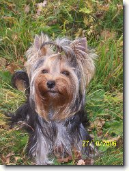 Jork��rsk� terier, Yorkshire Terrier,