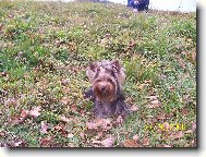 Jork��rsk� terier, Yorkshire Terrier,