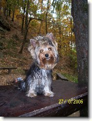 Jork��rsk� terier, Yorkshire Terrier,