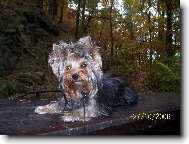 Jork��rsk� terier, Yorkshire Terrier,