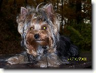 Jork��rsk� terier, Yorkshire Terrier,