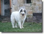 Chien de Montagne des Pyr�n�es