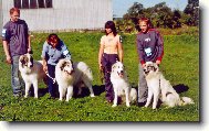 Chien de Montagne des Pyr�n�es
