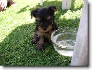 Jork��rsk� terier, Yorkshire Terrier,