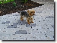 Jork��rsk� terier, Yorkshire Terrier,