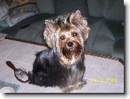 Jork��rsk� terier, Yorkshire Terrier,