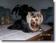 Jork��rsk� terier, Yorkshire Terrier,