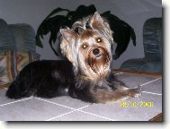 Jork��rsk� terier, Yorkshire Terrier,