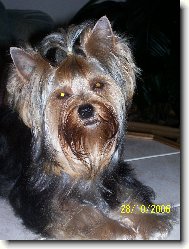 Jork��rsk� terier, Yorkshire Terrier,