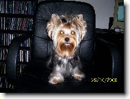 Jork��rsk� terier, Yorkshire Terrier,