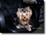 Jork��rsk� terier, Yorkshire Terrier,