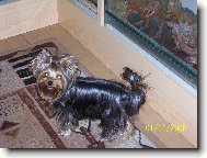 Jork��rsk� terier, Yorkshire Terrier,