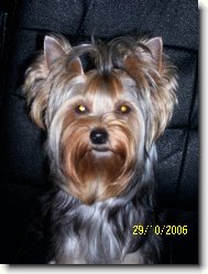 Jork��rsk� terier, Yorkshire Terrier,