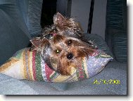 Jork��rsk� terier, Yorkshire Terrier,