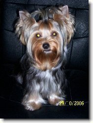Jork��rsk� terier, Yorkshire Terrier,